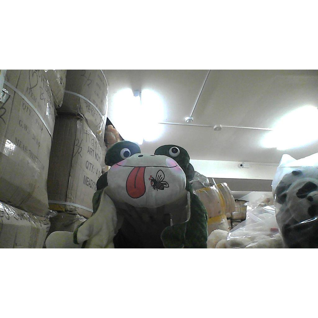 [1-0829M-24] Peluche Rana